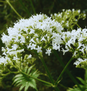 planta valeriana