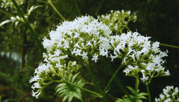 planta valeriana