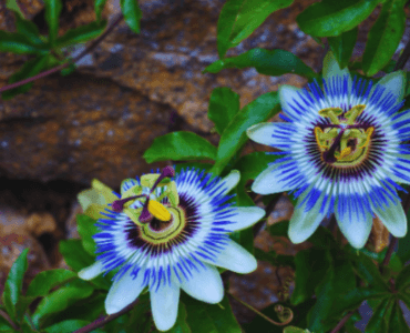 flor e folhas de passiflora