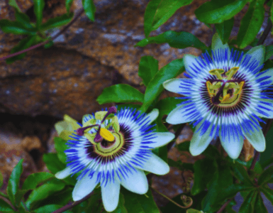 flor e folhas de passiflora