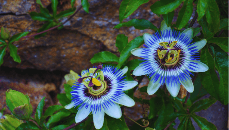 flor e folhas de passiflora