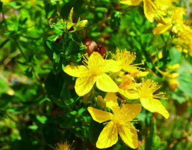 Planta erva-de-são-joão