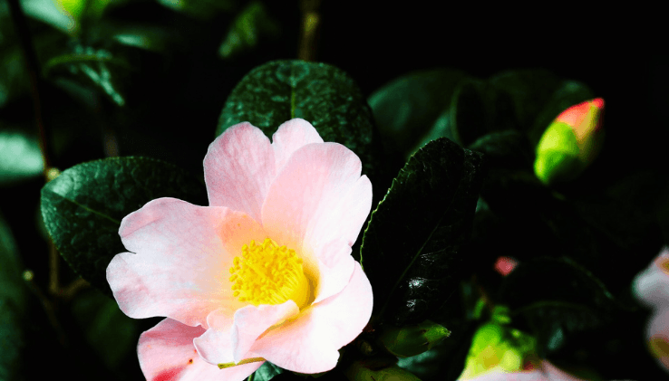 Flor de camélia