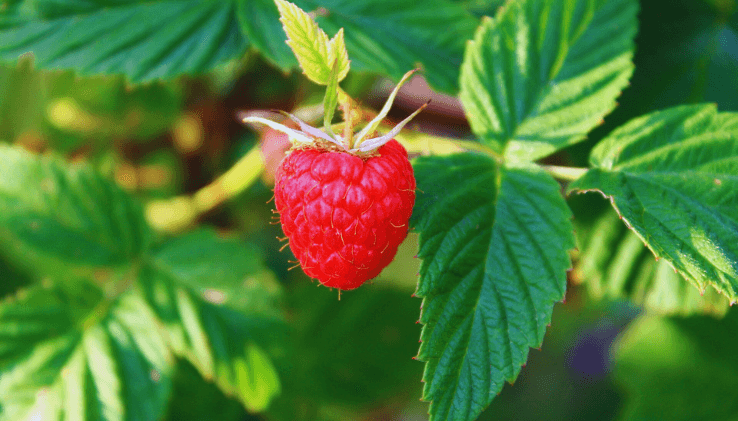 Folhas de framboesa na natureza