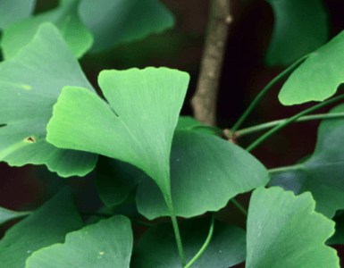 Folhas de ginkgo biloba