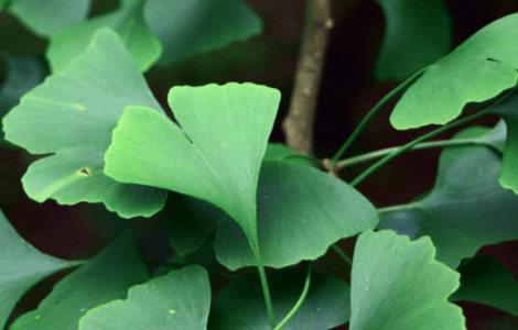 Folhas de ginkgo biloba