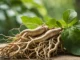 raiz de ginseng