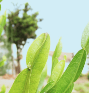 Planta carqueja na natureza