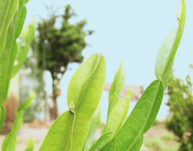 Planta carqueja na natureza