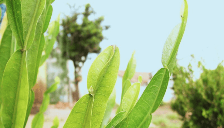 Planta carqueja na natureza