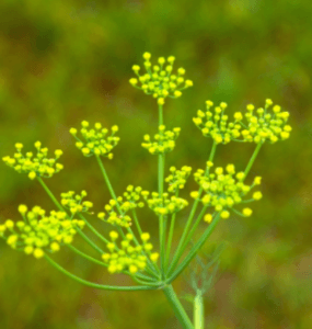 flores de erva-doce