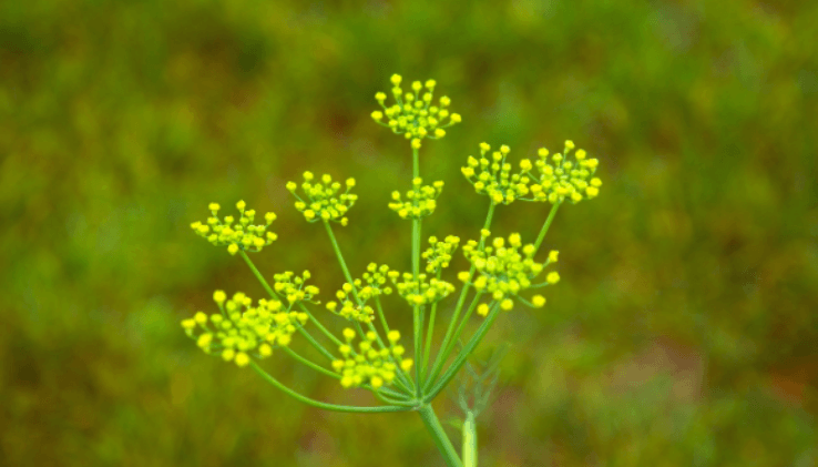 flores de erva-doce