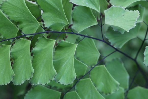 pé de ginkgo biloba