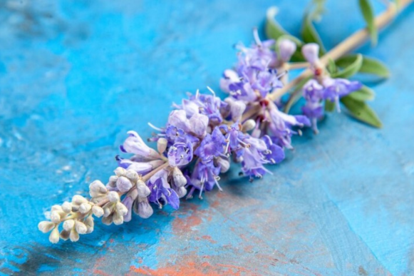 ramo de lavanda