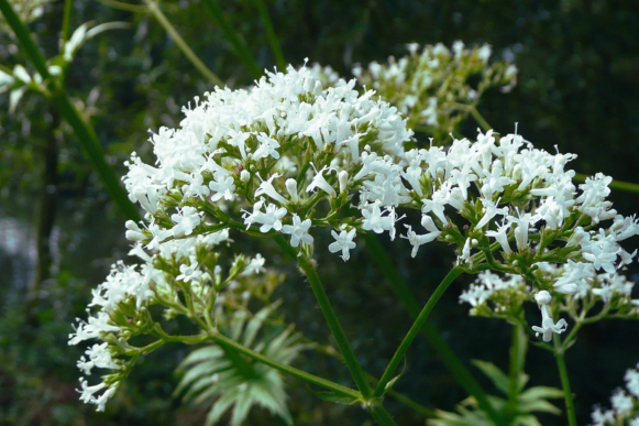 Chá de valeriana para dormir