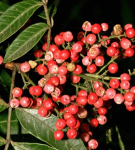 Planta aroeira
