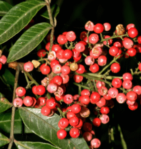 Planta aroeira