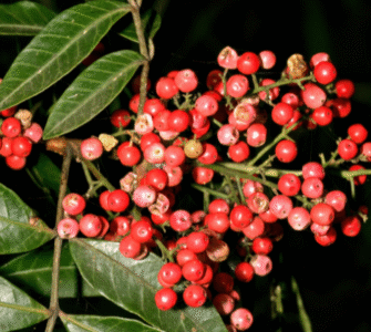 Planta aroeira