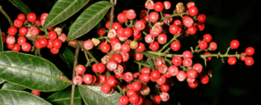 Planta aroeira