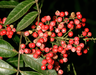 Planta aroeira