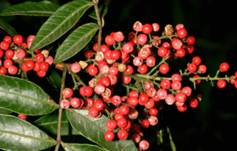 Planta aroeira