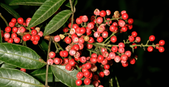 Planta aroeira