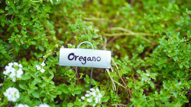 o que acontece quando você toma chá de orégano?